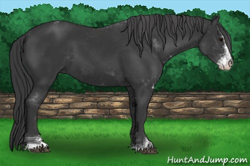 Horse Color:Black Sabino