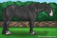 Horse Color:Black Sabino 
