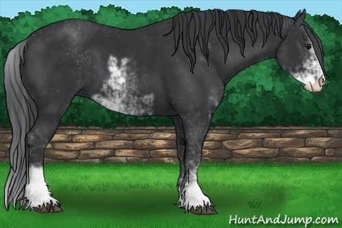 Horse Color:Black Sabino 