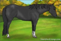 Horse Color:Black Tobiano 