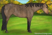Horse Color:Void Bay Roan Dun 