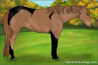Horse Color:Void Chestnut Tobiano Rabicano