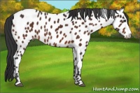 Horse Color:Bay Appaloosa 
