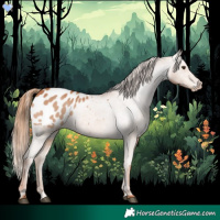 Horse Color:Chestnut Appaloosa