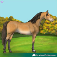 Horse Color:Buckskin 