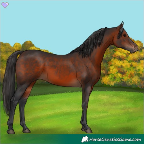 Horse Color:Brown 