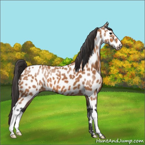 Horse Color:Bay Appaloosa