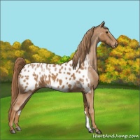 Horse Color:Chestnut Near Leopard 