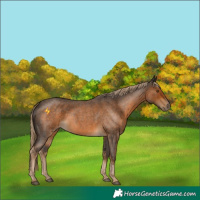 Horse Color:Chocolate Palomino Roan 