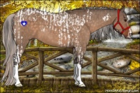 Horse Color:Brown Dun Tobiano and Silver Brown Dun