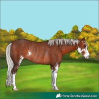 Horse Color:Silver Brown Sabino Rabicano 