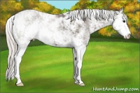 Horse Color:Silver Black Sabino Rabicano 