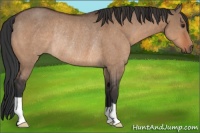 Horse Color:Brown Dun Rabicano