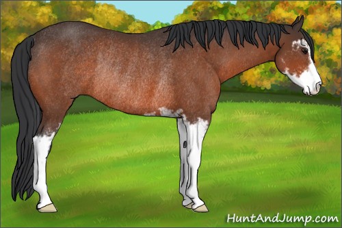 Horse Color:Bay Sabino Rabicano 