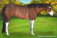 Horse Color:Bay Sabino Rabicano