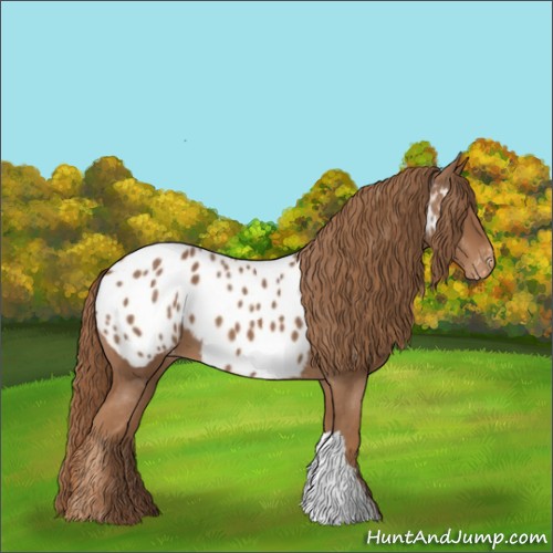 Horse Color:Chestnut Appaloosa 