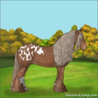 Horse Color:Chestnut Appaloosa 