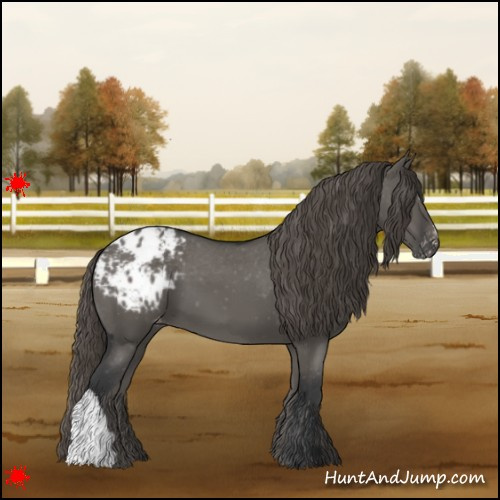 Horse Color:Grullo Appaloosa