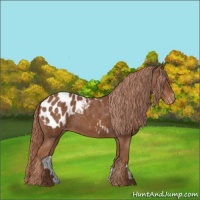 Horse Color:Chestnut Appaloosa 