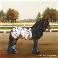Horse Color:Brown Appaloosa 