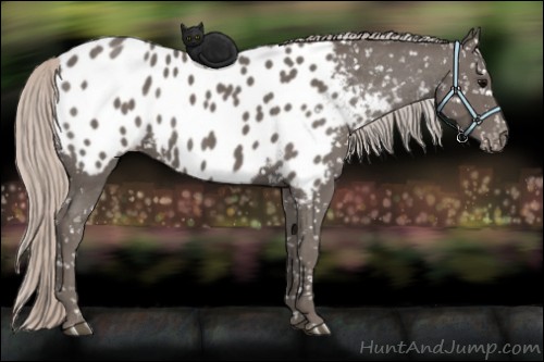 Horse Color:Silver Black Appaloosa