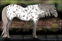 Horse Color:Silver Black Appaloosa 