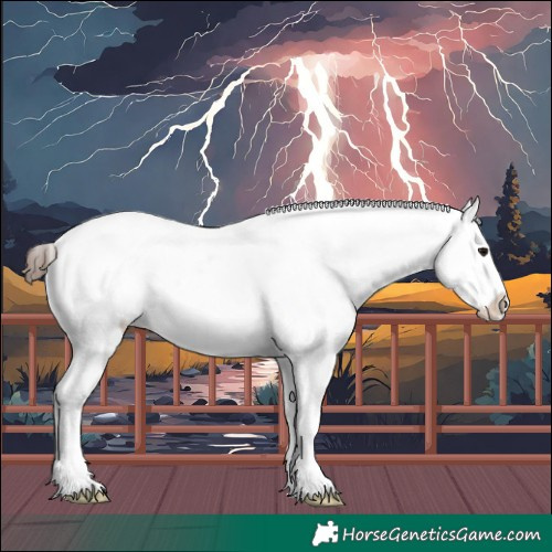 Horse Color:Brown Appaloosa