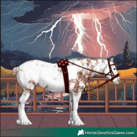 Horse Color:Chestnut Sabino