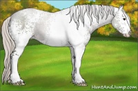 Horse Color:White Spotted Silver Blue Roan 