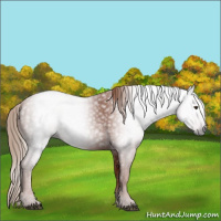 Horse Color:Gray Chestnut 