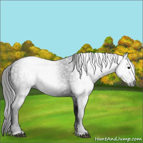 Horse Color:Gray Black 