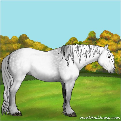 Horse Color:Gray Black