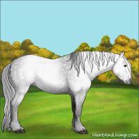 Horse Color:Gray Black 