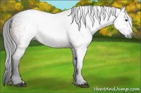 Horse Color:Gray Bay 