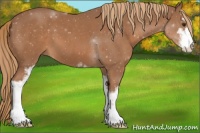 Horse Color:Chestnut Sabino 