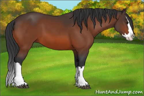 Horse Color:Bay Splash