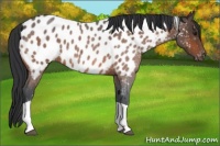 Horse Color:Bay Roan Tobiano Appaloosa 