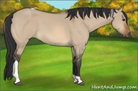 Horse Color:Bay Dun Tobiano