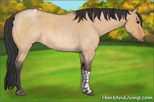 Horse Color:Bay Roan Dun Tobiano 