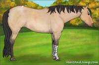 Horse Color:Bay Roan Dun Tobiano