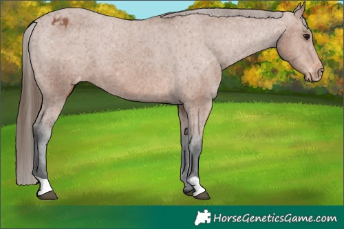 Horse Color:Bay Appaloosa 