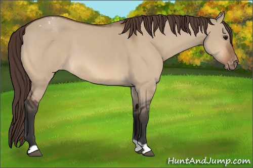 Horse Color:Bay Dun Varnish
