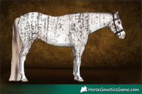 Horse Color:Liver Chestnut Sabino  and Gold Champagne Sabino Appaloosa 