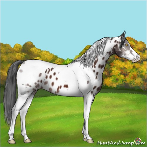 Horse Color:Brown Sabino Tobiano Near Leopard