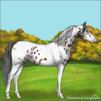Horse Color:Brown Sabino Tobiano Near Leopard 