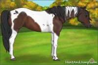 Horse Color:Brown Tobiano 