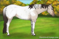 Horse Color:Bay Dun Tobiano Appaloosa