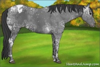 Horse Color:Black Ice Appaloosa