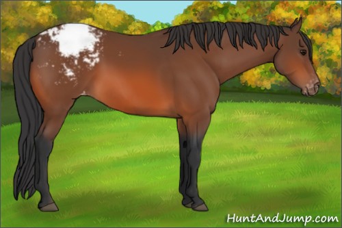 Horse Color:Bay Appaloosa 