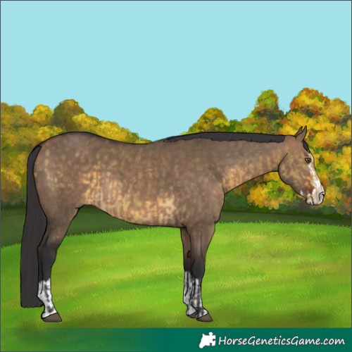 Horse Color:Buckskin Dun Mushroom  and Brown Dun Splash 